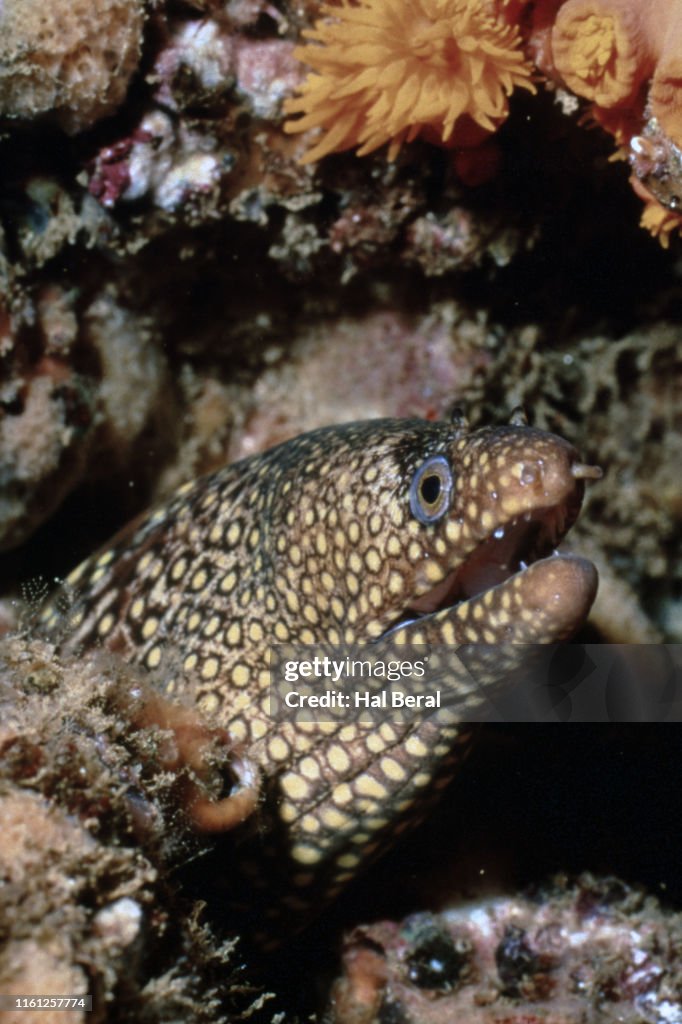 Jewel Moray Eel