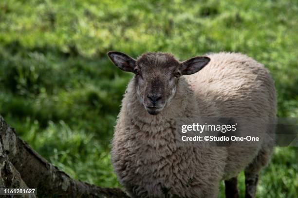 ewe lamb - cashel stock pictures, royalty-free photos & images