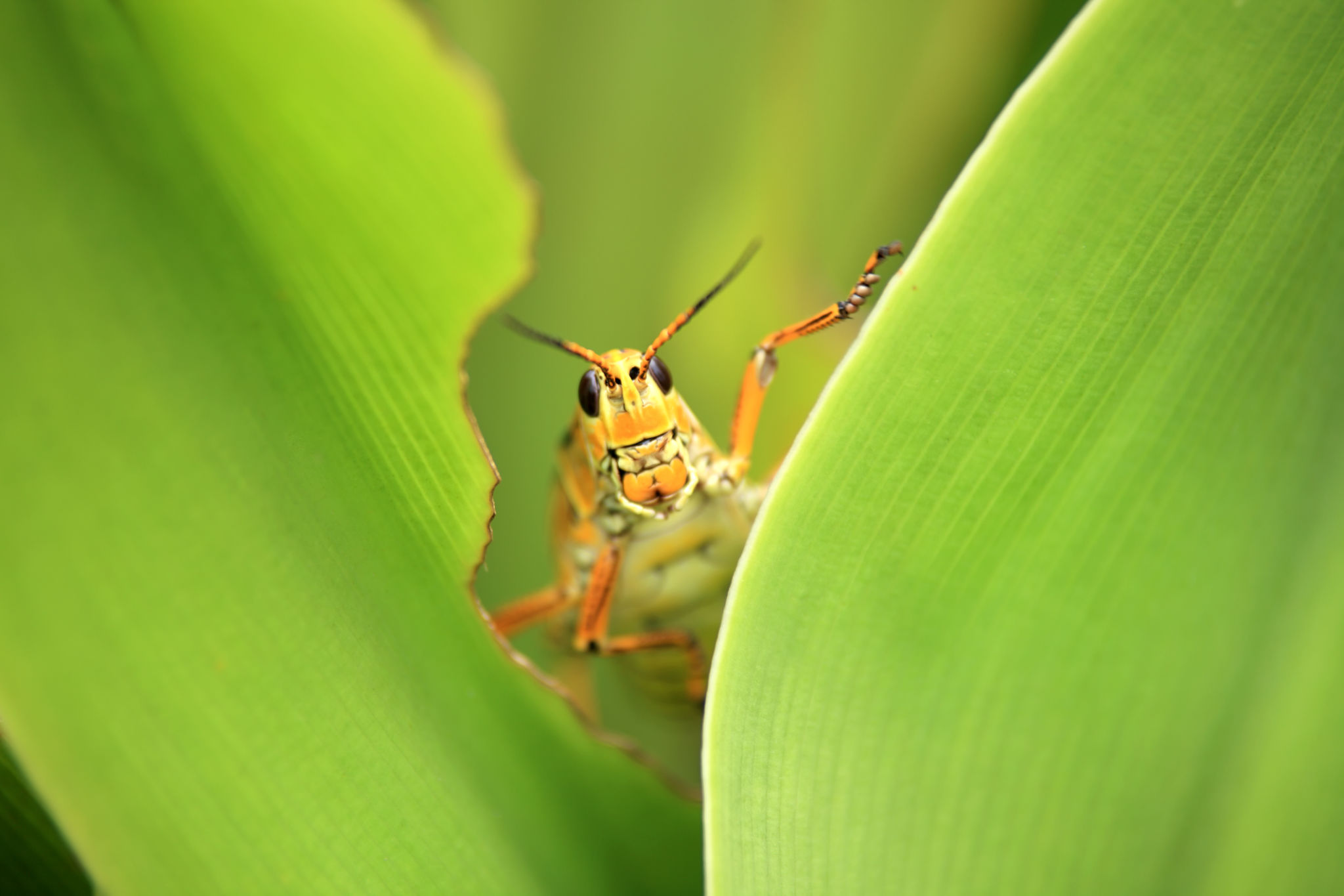 garden pests