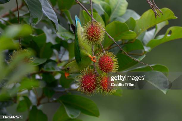 vernal hanging parrot enjoy rambutan - rambutan stock pictures, royalty-free photos & images