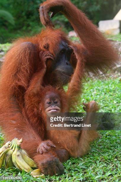 sumatran orangutans in indonesia - wereld natuur fonds stockfoto's en -beelden