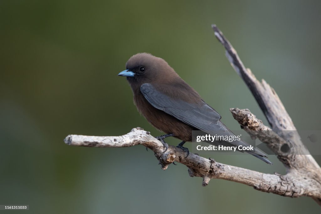 Little Woodswallow