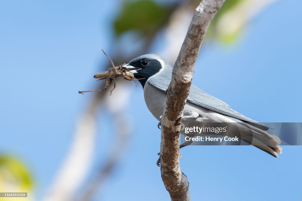 Masked Woodswallow