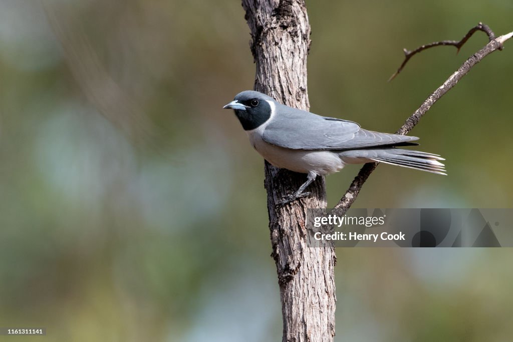 Masked Woodswallow