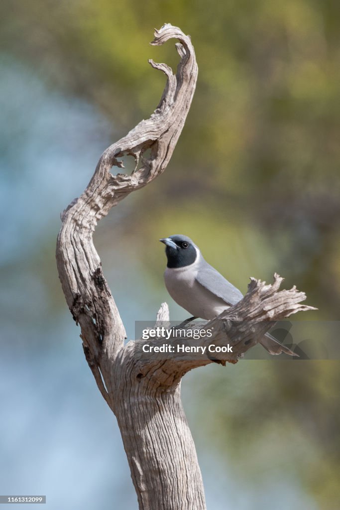 Masked Woodswallow