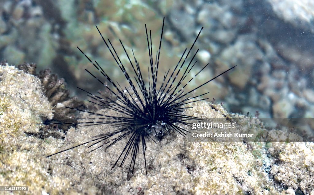Close-up macro photograph taken underwater of Diadema sp. generally known as Sea Urchin with its long spines. Belongs to family Diadematidae