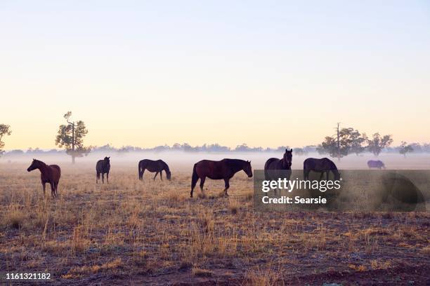 horses in the fog at sunrise - paddock stock pictures, royalty-free photos & images