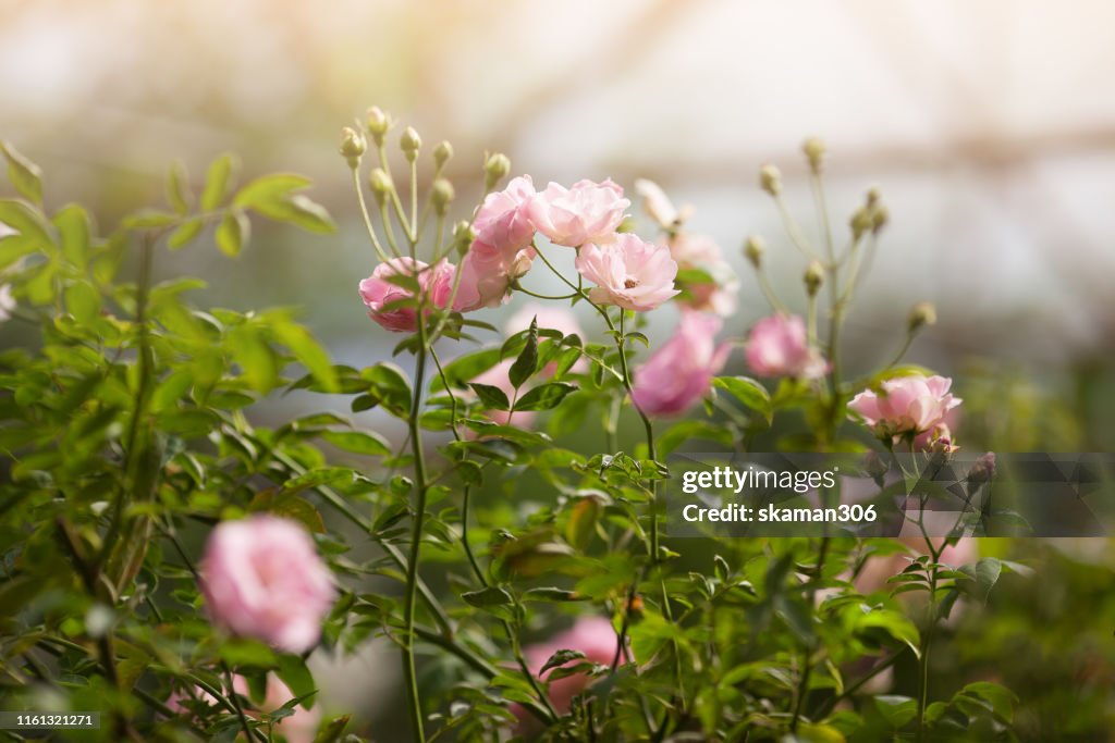 Floral Roses Spring Beautiful Roses Flower In Spring Times High-Res Stock Photo - Getty Images