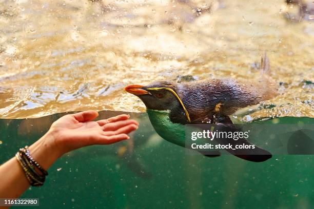 mujer mano tocando galápagos pinganillo - galapagos penguin fotografías e imágenes de stock
