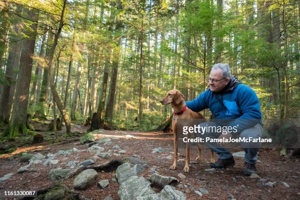 uomo escursionistico maturo che tiene il cane vizsla nella foresta illuminata dal sole - uomini maturi foto e immagini stock