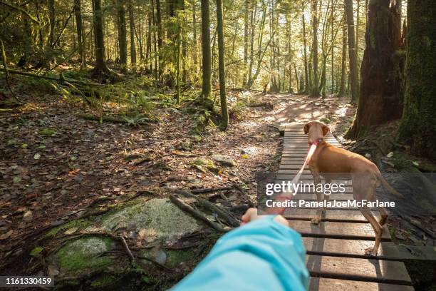 hund walker pov, halten leashed vizsla hund in sunlit wald - hand resting on wood stock-fotos und bilder