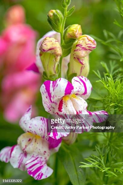 antirrhinum 'bizarre hybrids' flowers also known as snapdragon of dragon flowers - antirrhinum majus stockfoto's en -beelden