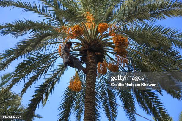 dates palm harvesting - date fruit fotografías e imágenes de stock