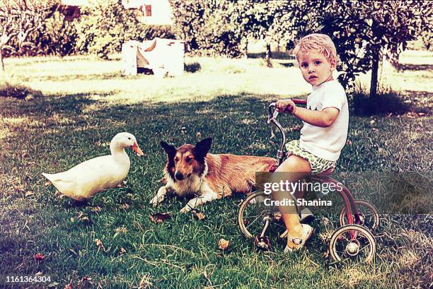 klein kind op haar driewieler met een dok en een hond - fotografie stockfoto's en -beelden