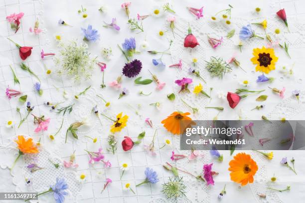 blossoms of summer flowers on white tablecloth - lace textile stock-fotos und bilder