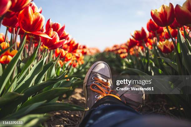 germany, woman's feet in a tulip field - orange shoe ストックフォトと画像