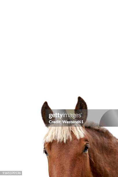 head of horse in front of white background, partial view - horse front view stock pictures, royalty-free photos & images