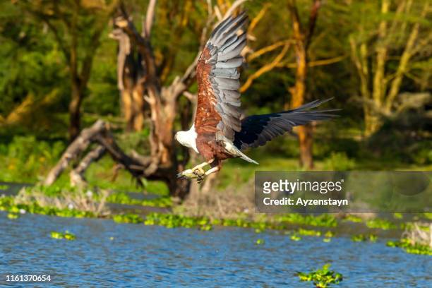 african fish eagle hunting - african fish eagle fotografías e imágenes de stock