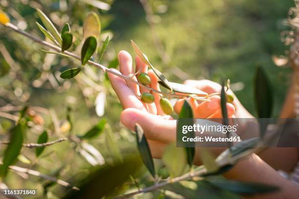 green olives on tree, tuscany, italy - olijfboom stockfoto's en -beelden