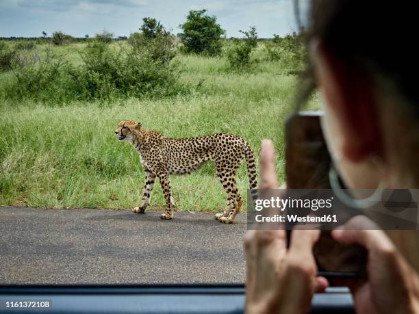 south africa, mpumalanga, kruger national park, woman taking cell phone picture of cheetah out of a car - kruger national park south africa stock pictures, royalty-free photos & images