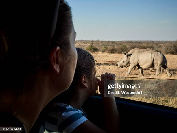 mother and daughter admiring rhinoceroses through the car window,  mpumalanga, south africa - kruger national park stockfoto's en -beelden