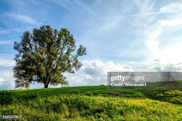 single tree on a meadow, odenwald, hesse, germany - hesse imagens e fotografias de stock