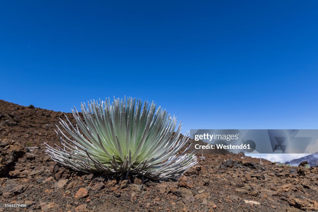 Silversword growing in volcanic crater, Haleakala, Maui, Hawaii, USA