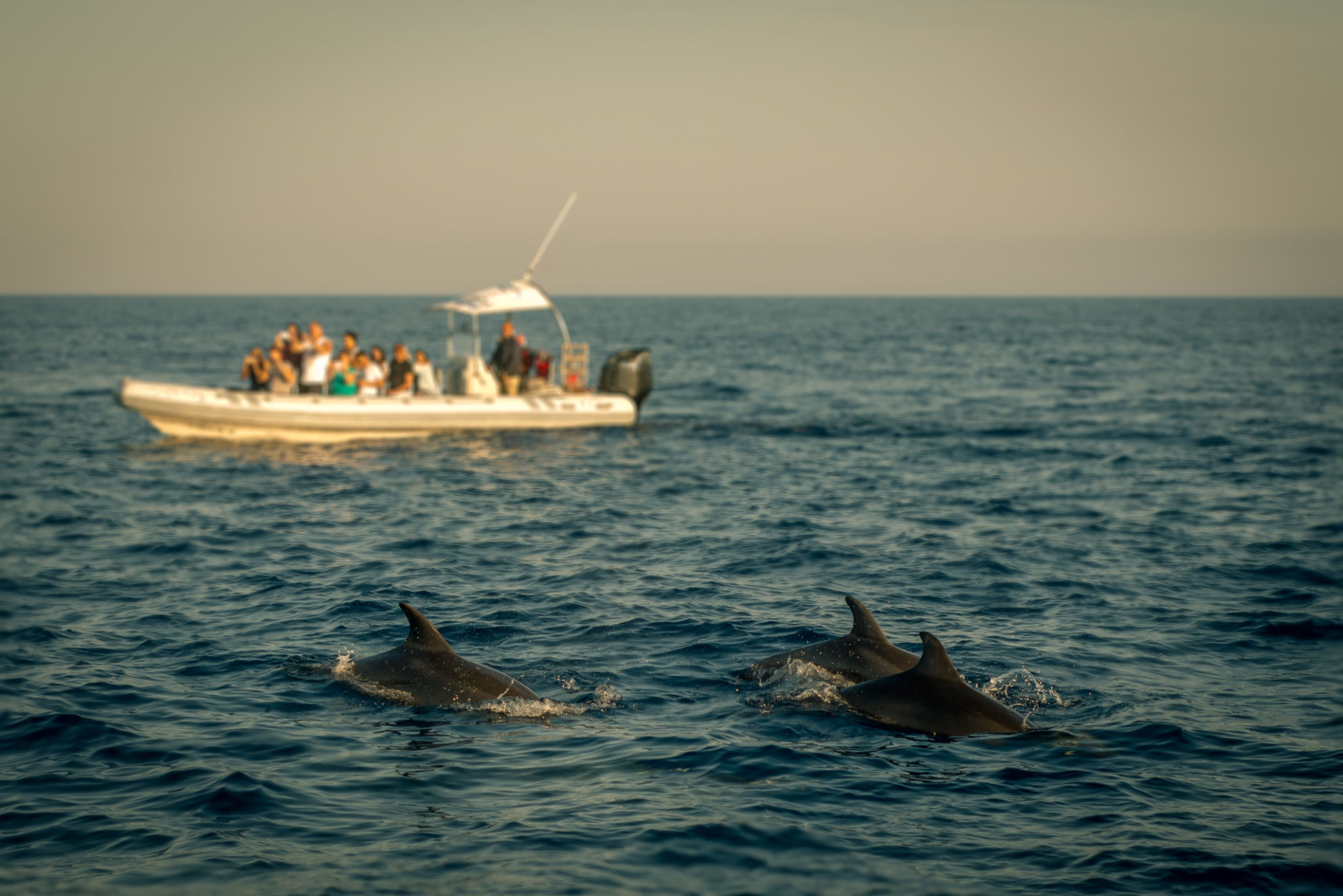 dolphin watching