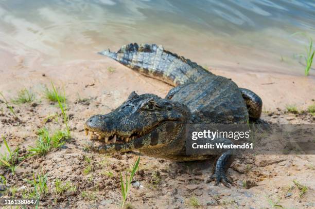 3,892 Caiman Stock Photos, High-Res Pictures, and Images - Getty Images
