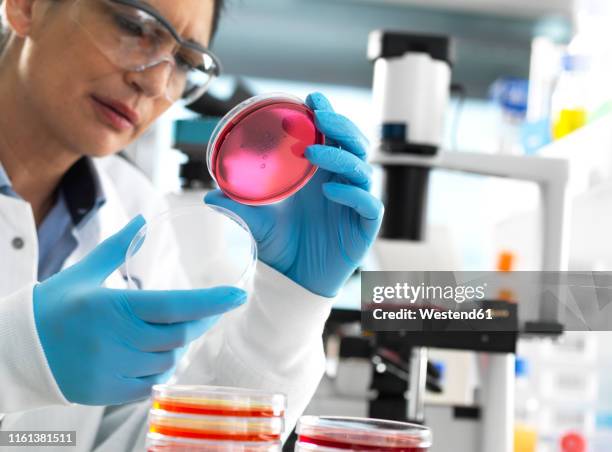 Using Inverted Microscope Inverted Microscope Photos and Premium High Res Pictures - Getty Images