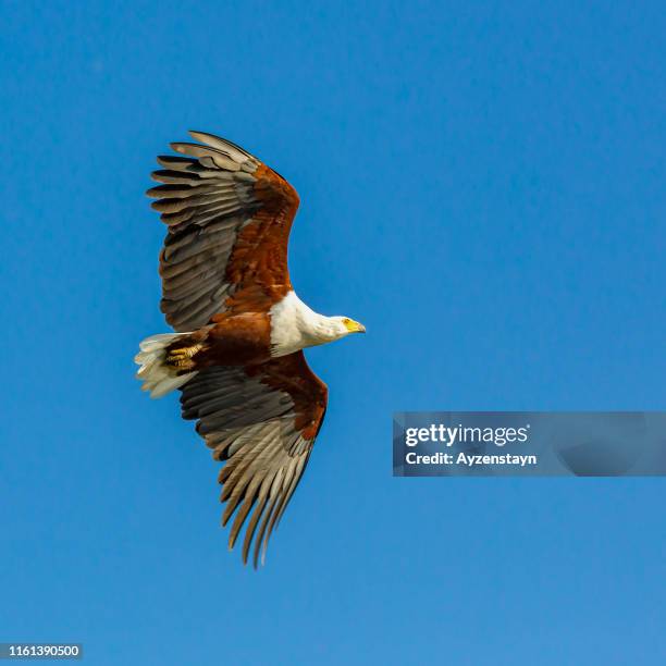 african fish eagle flying at blue sky - african fish eagle fotografías e imágenes de stock