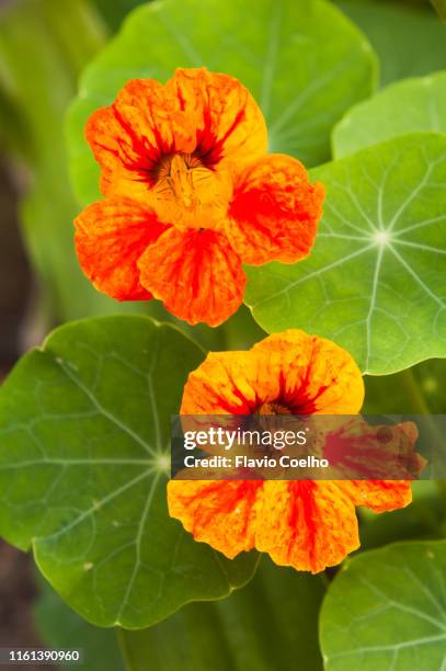 nasturtium - edible flowers - kapuzinerkresse stock-fotos und bilder