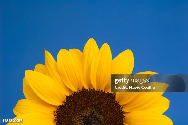 sunflower on blue background - girasol común fotografías e imágenes de stock