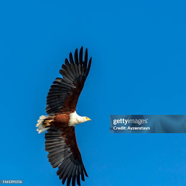 african fish eagle flying at blue sky - african fish eagle fotografías e imágenes de stock