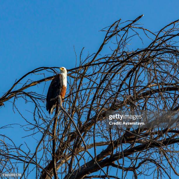 african fish eagle perching at wild - fish eagle stock pictures, royalty-free photos & images