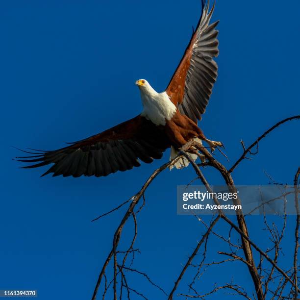 african fish eagle taking off - african fish eagle fotografías e imágenes de stock