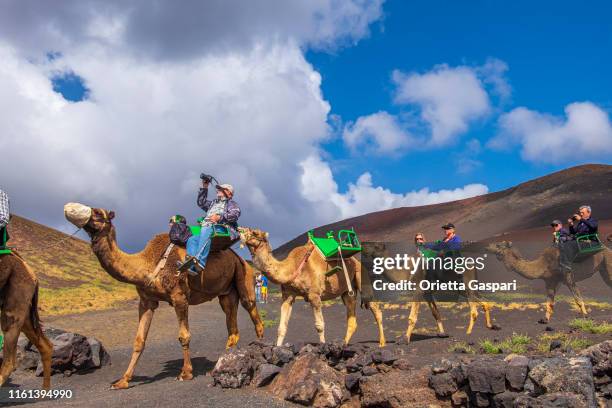 timanfaya national park - camel echadero (lanzarote, canary islands) - echadero stock pictures, royalty-free photos & images