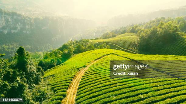 exploração agrícola do chá - tea crop - fotografias e filmes do acervo