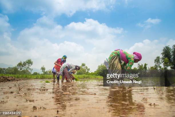 group of indian village farmers working in a paddy field - rice paddy stock pictures, royalty-free photos & images