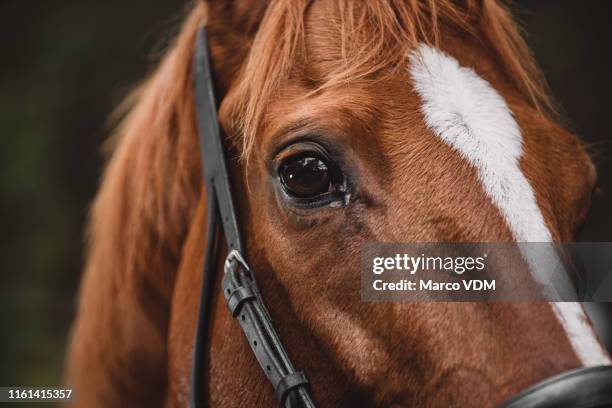 horses see right through you - brown horse stock pictures, royalty-free photos & images