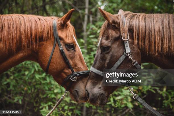 we zijn allemaal op zoek naar onze partner in dit leven - parende dieren stockfoto's en -beelden