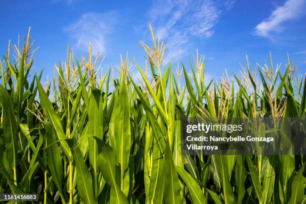 abundant growing corn plants in a cornfield. - maize fotografías e imágenes de stock