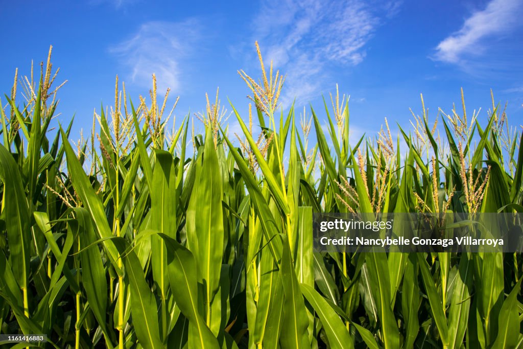 Abundant Growing Corn plants in a cornfield.