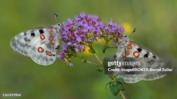 two apollo (parnassius apollo), on broad-leaved thyme (thymus pulegioides), biosphere area swabian alb, baden-wuerttemberg, germany - apollo stock-fotos und bilder