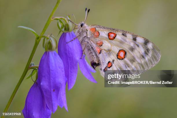 apollo (parnassius apollo), on spreading bellflower (campanula patula), biosphere area swabian alb, baden-wuerttemberg, germany - apollo stock-fotos und bilder