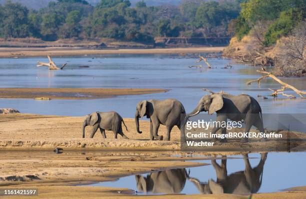 african elephants (loxodonta africana) at the luangwa river, south luangwa national park, zambia - south luangwa national park stock pictures, royalty-free photos & images