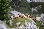 Young chamois enjoy the new life in the Alps (Rupicapra Carpatica)