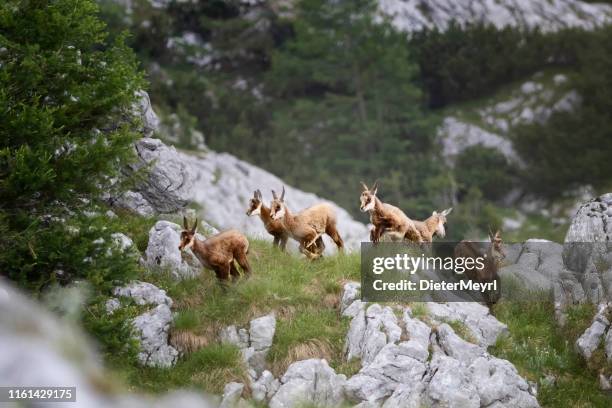 young chamois enjoy the new life in the alps (rupicapra carpatica) - alpine goat stock pictures, royalty-free photos & images