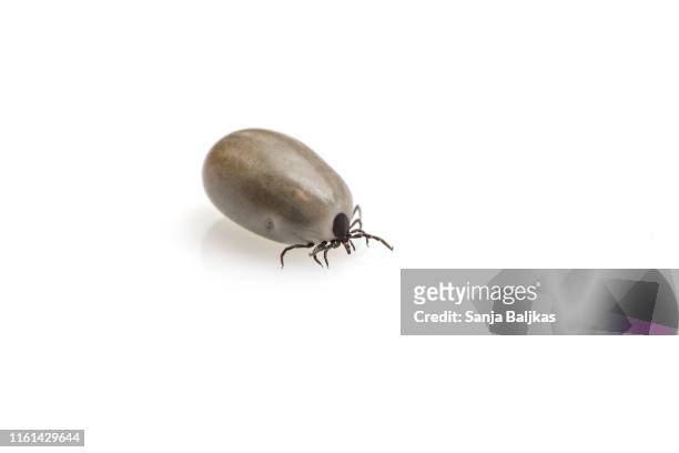 close up of fed tick on white background - tick animal stock pictures, royalty-free photos & images