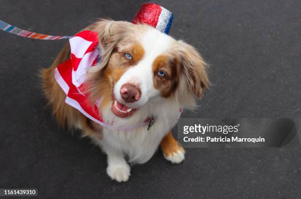 fourth of july dog - dog parade stock pictures, royalty-free photos & images